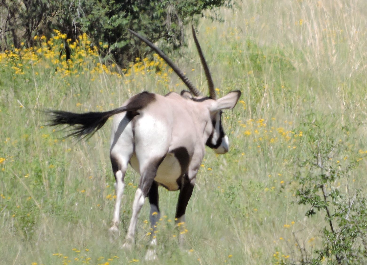 Image of Gemsbok