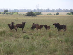 Image of Black Wildebeest