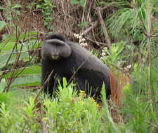 Image of blue monkey