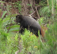 Image of blue monkey