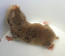 Image of Mole-rats