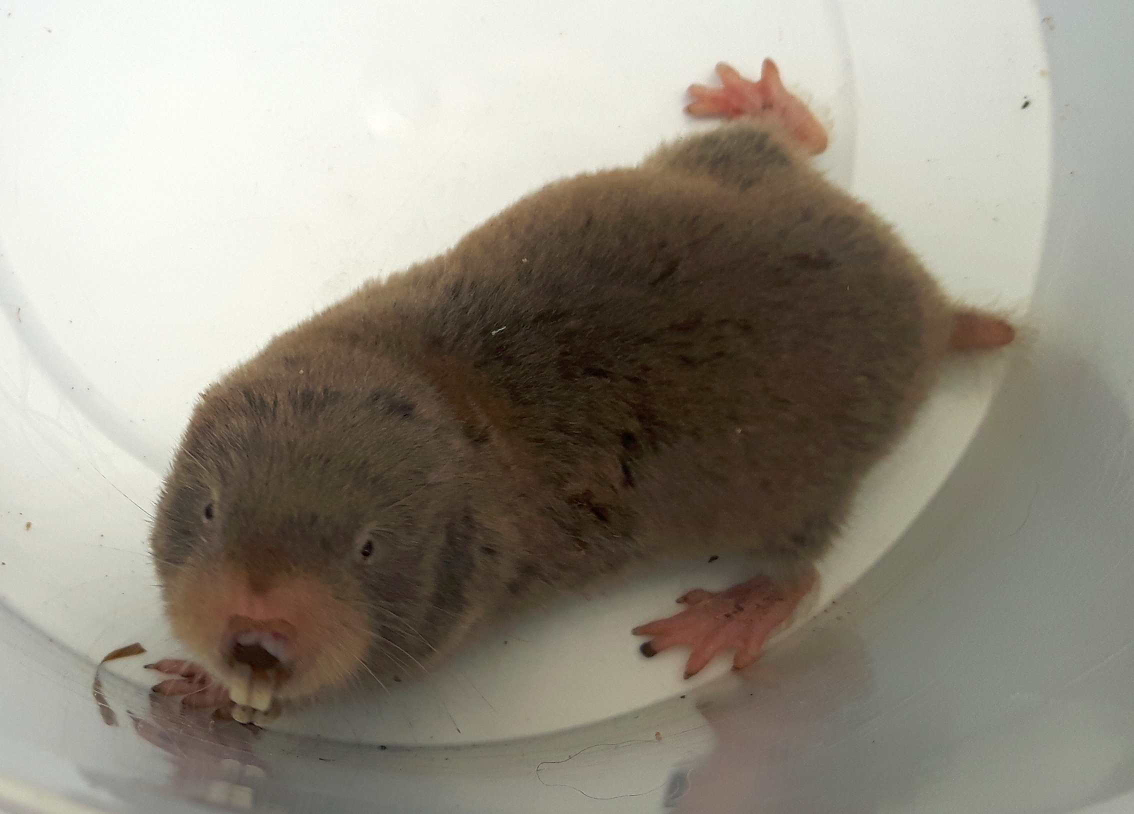 Image of Mole-rats