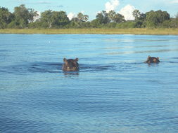 Image of Common Hippopotamus