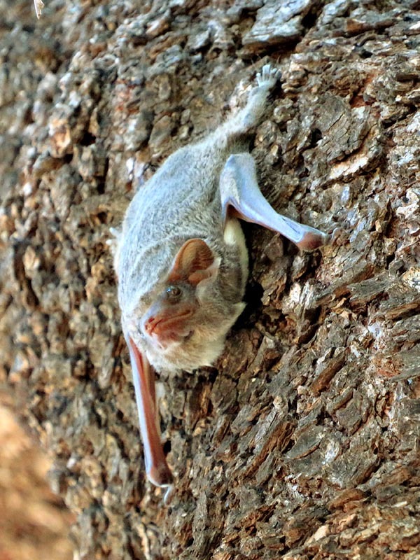 Image of Mauritian Tomb Bat