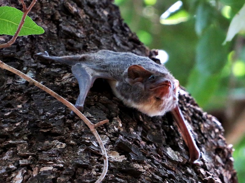 Image of Mauritian Tomb Bat