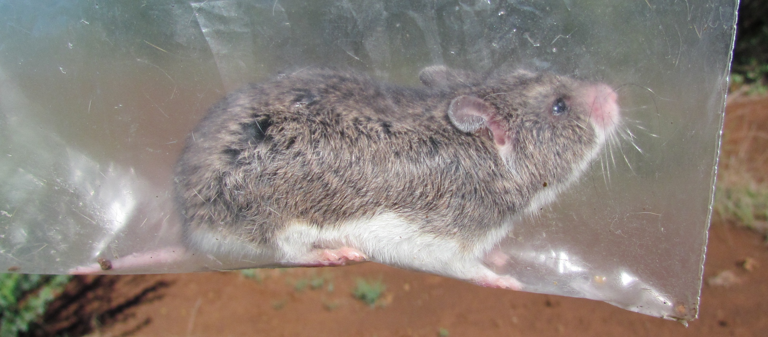 Image of Pouched Mice