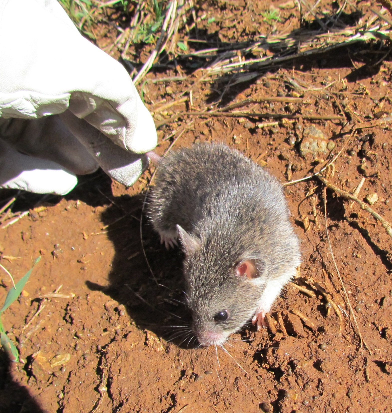 Image of Pouched Mice