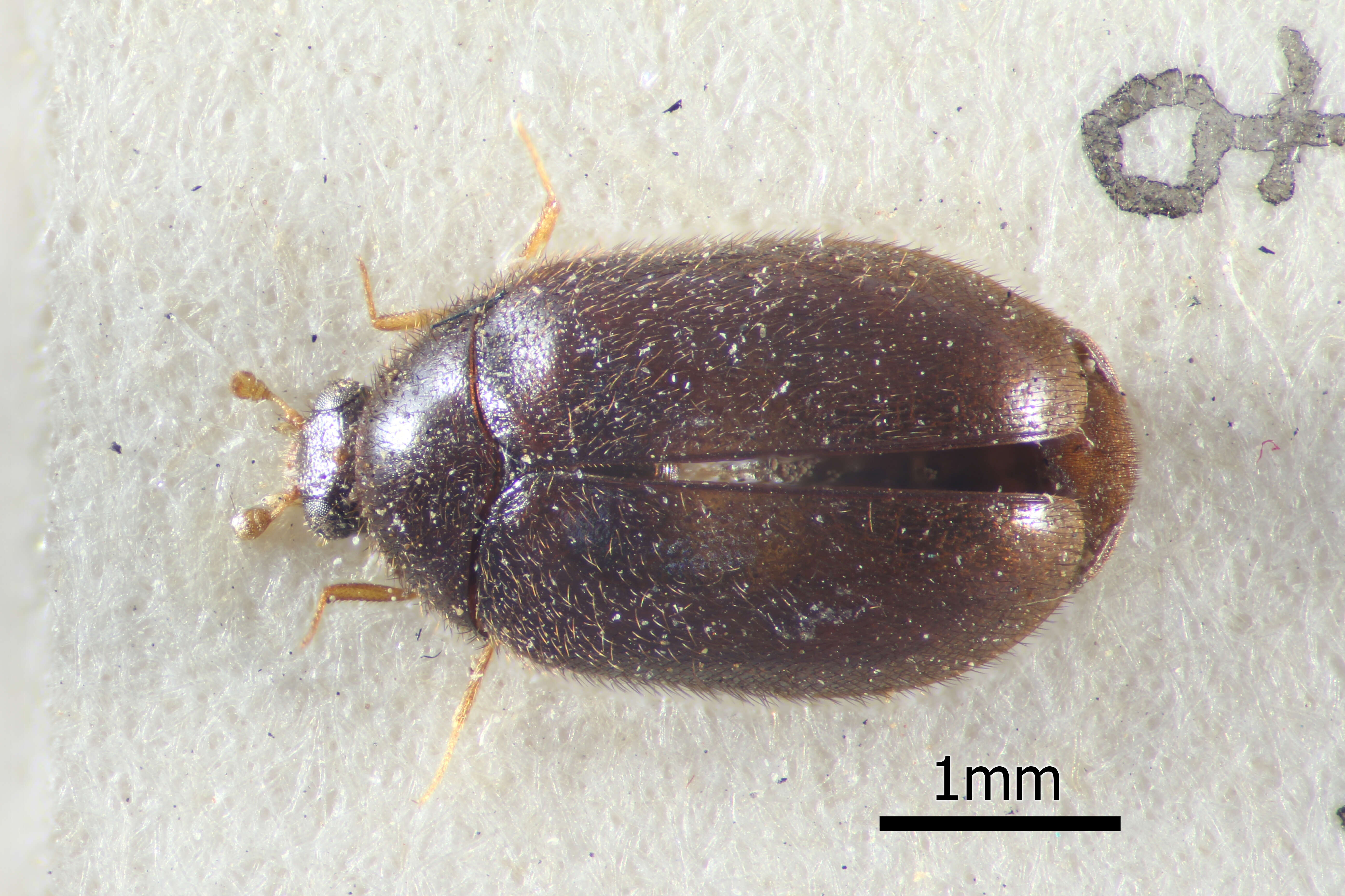 Image of Skin beetle