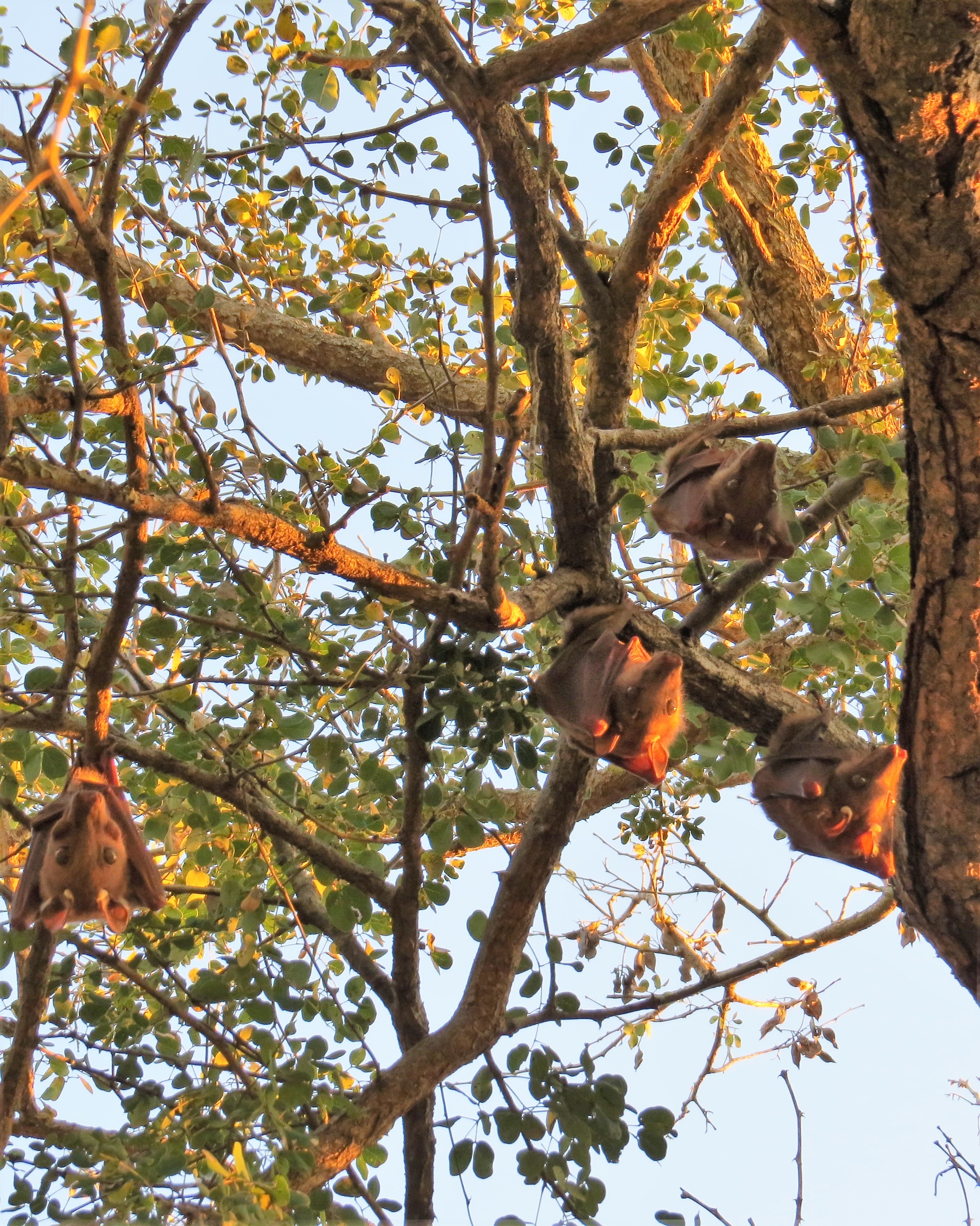 Image of Epauletted Fruit Bats