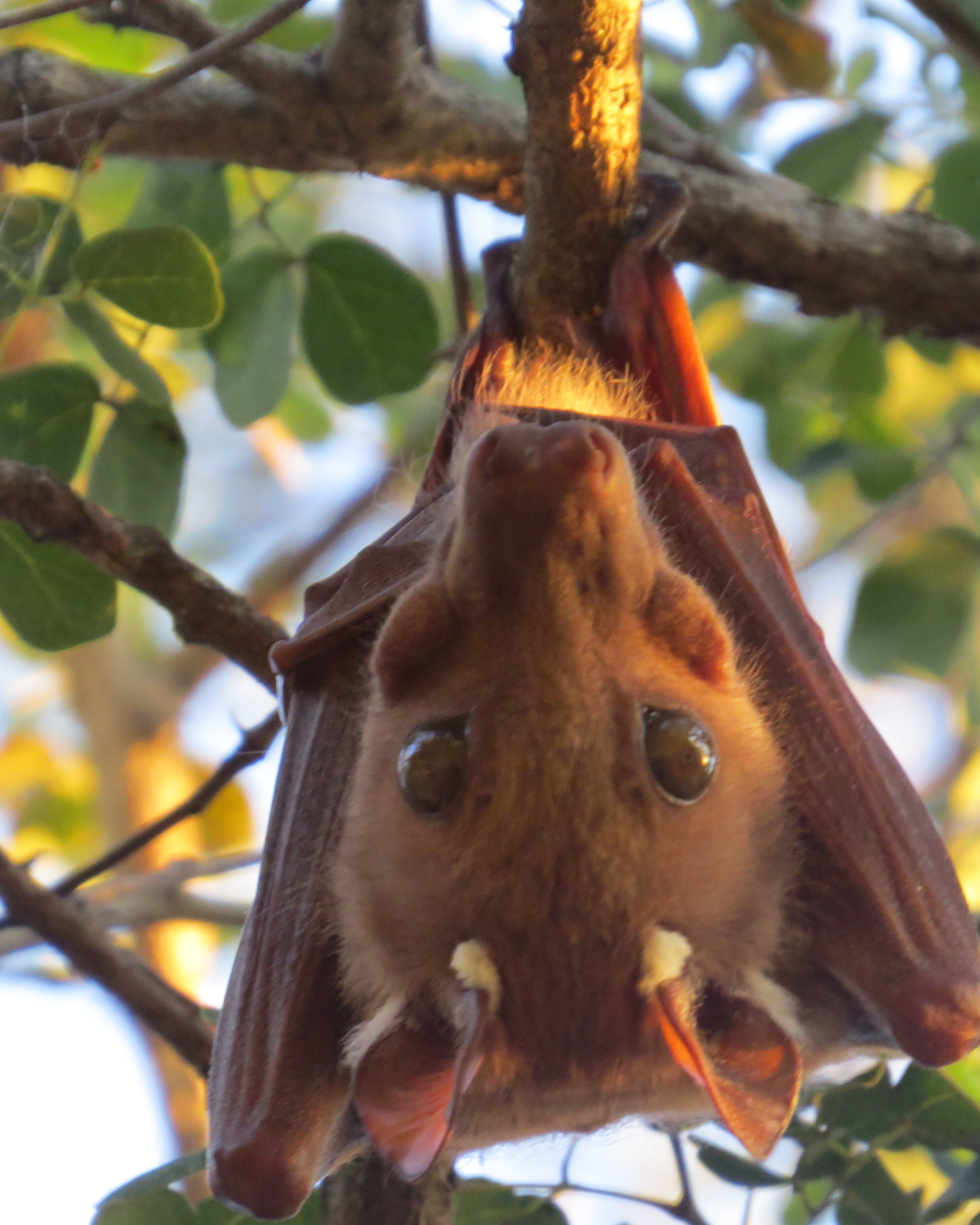 Image of Epauletted Fruit Bats