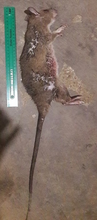 Image of Southern Giant Pouched Rat