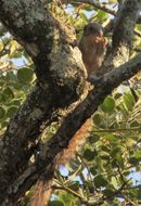 Imagem de Heliosciurus mutabilis (Peters 1852)