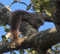 Imagem de Heliosciurus mutabilis (Peters 1852)