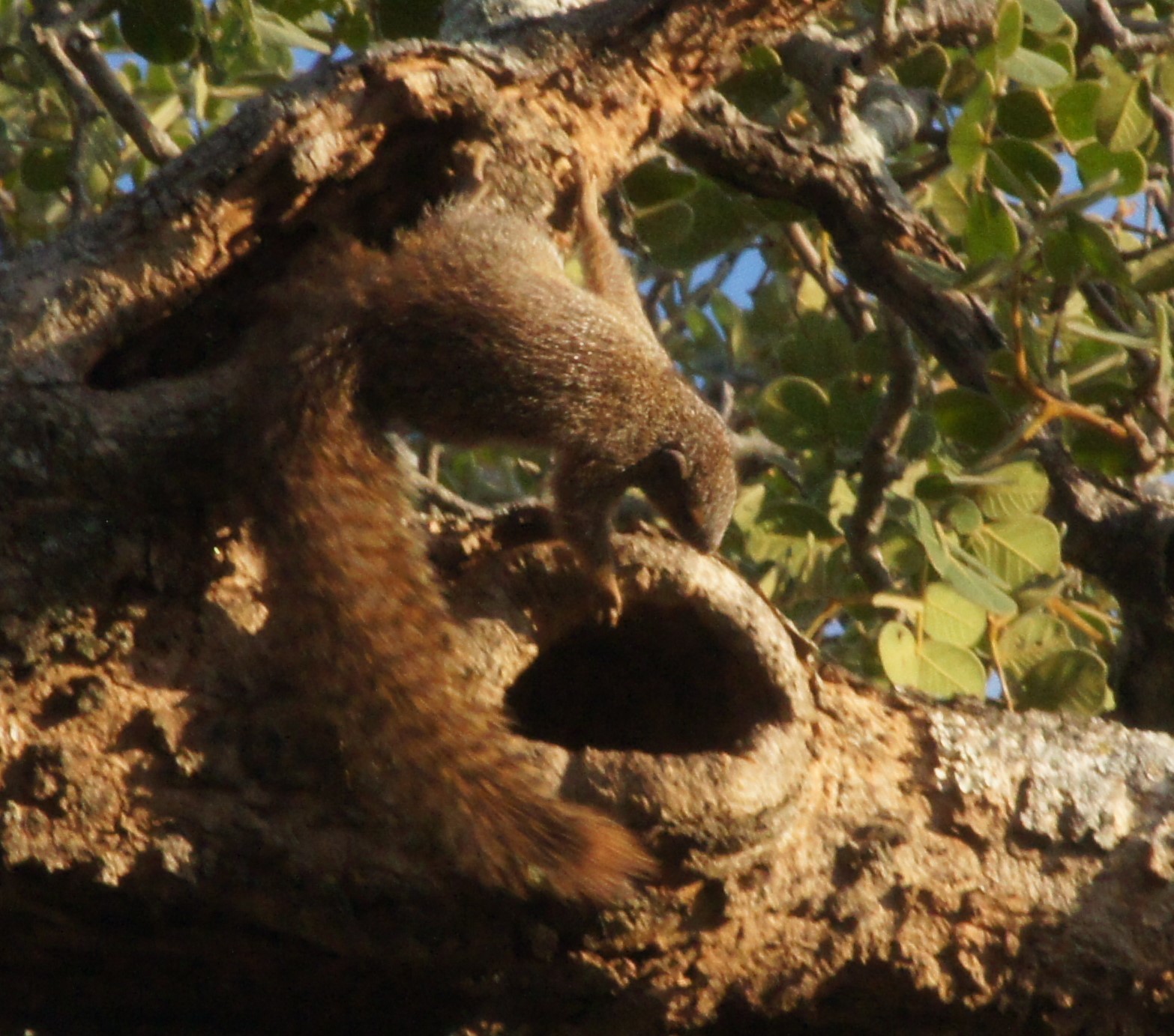 Imagem de Heliosciurus mutabilis (Peters 1852)