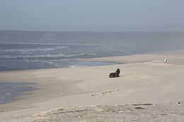 Image of Afro-Australian Fur Seal