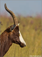 Image of Blesbok