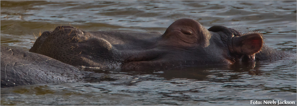 Image of Common Hippopotamus