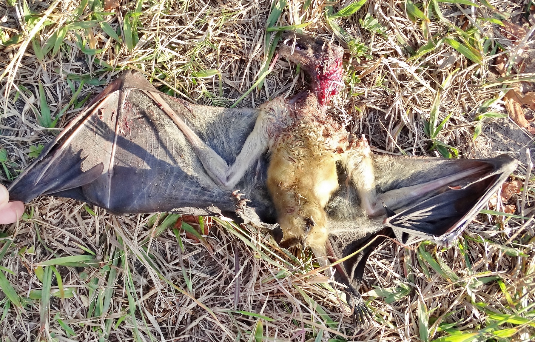 Image of African Straw-colored Fruit Bat