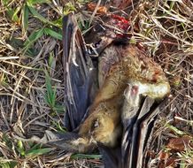 Image of African Straw-colored Fruit Bat