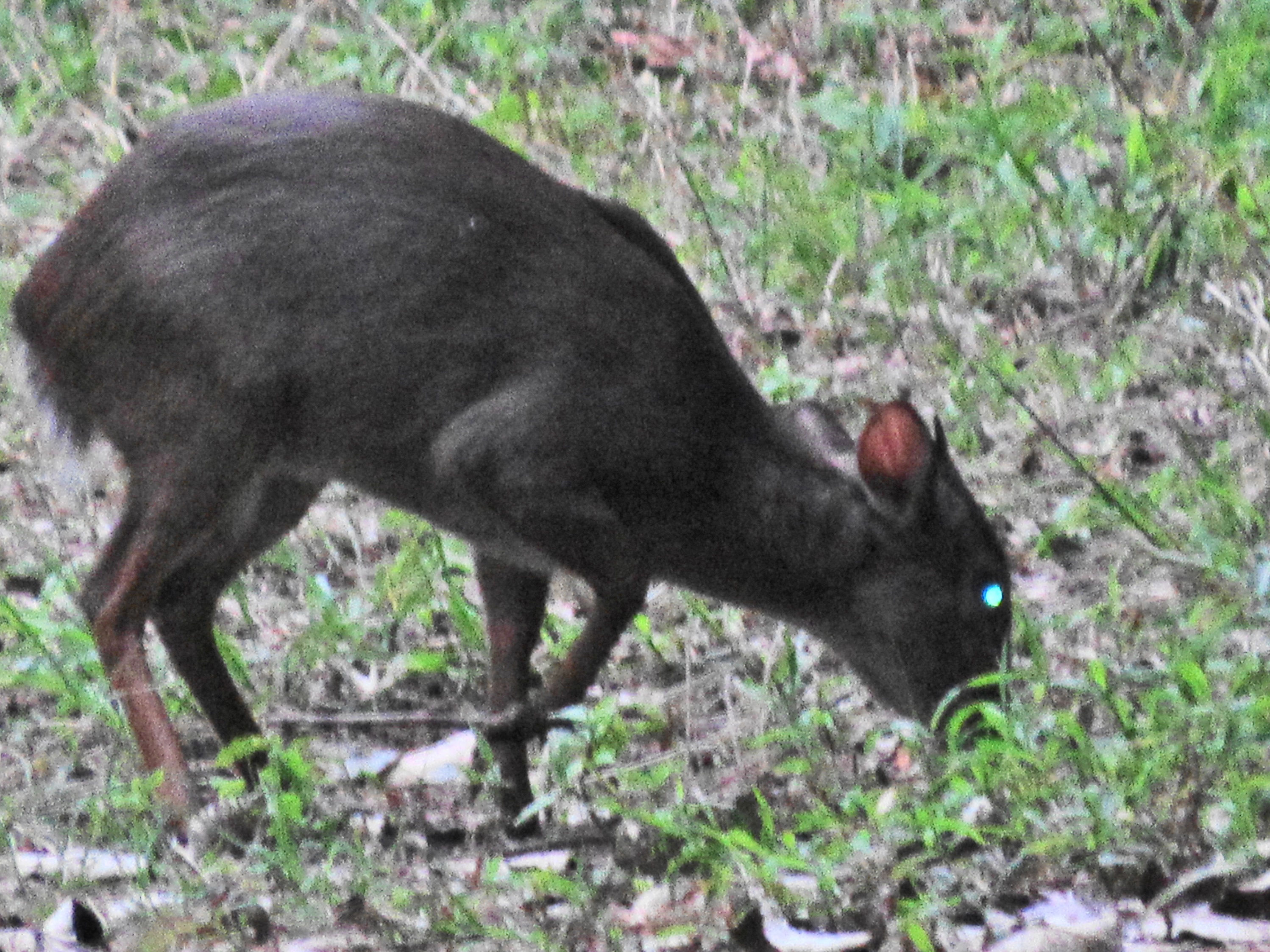 Image of Blue Duikers