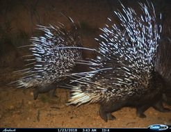 Image of African Porcupine