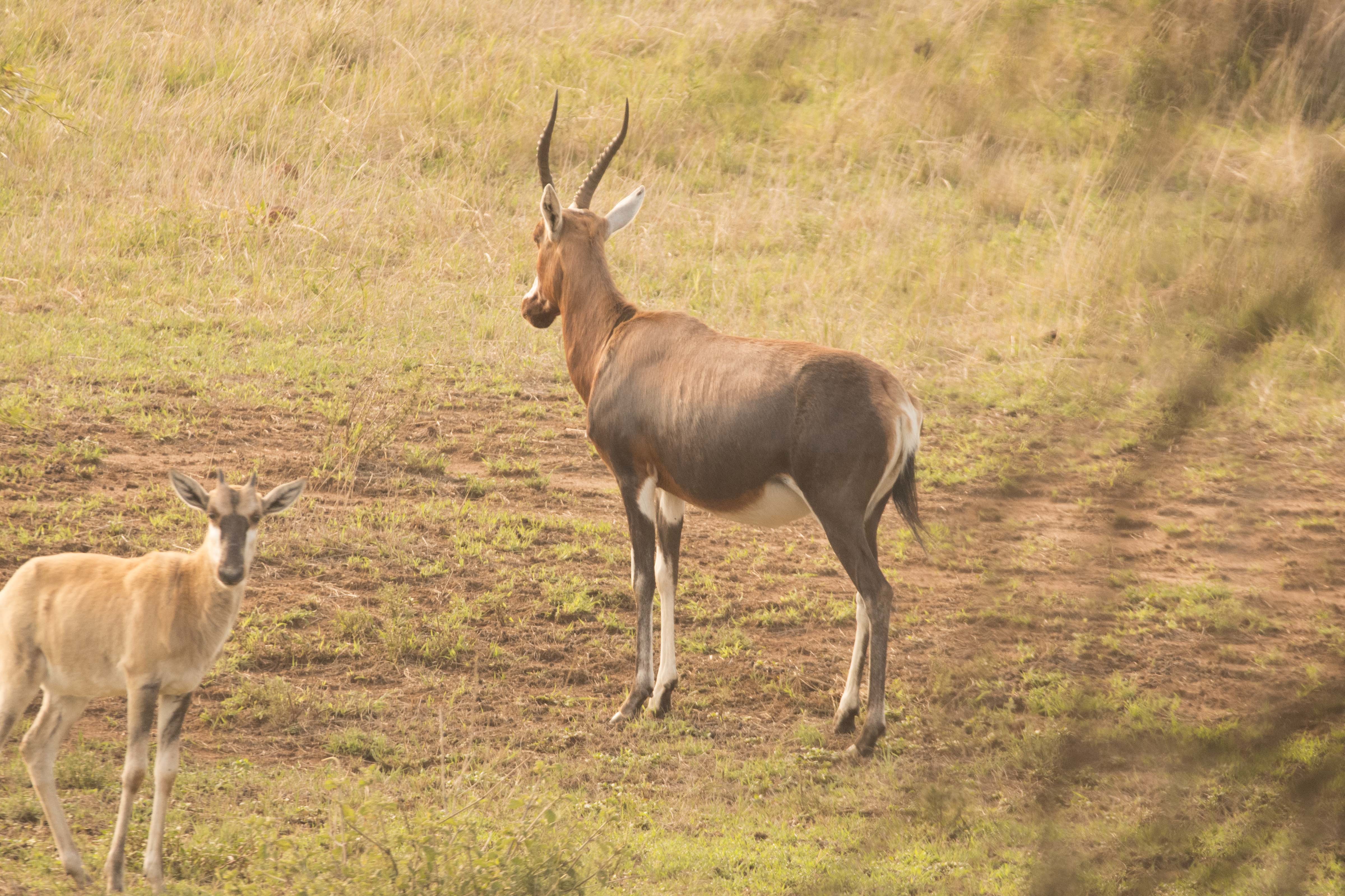 Image of Blesbok