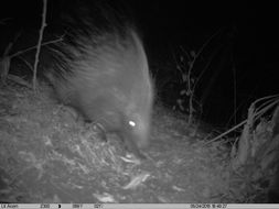 Image of African Porcupine