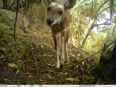 Image of Bushbuck