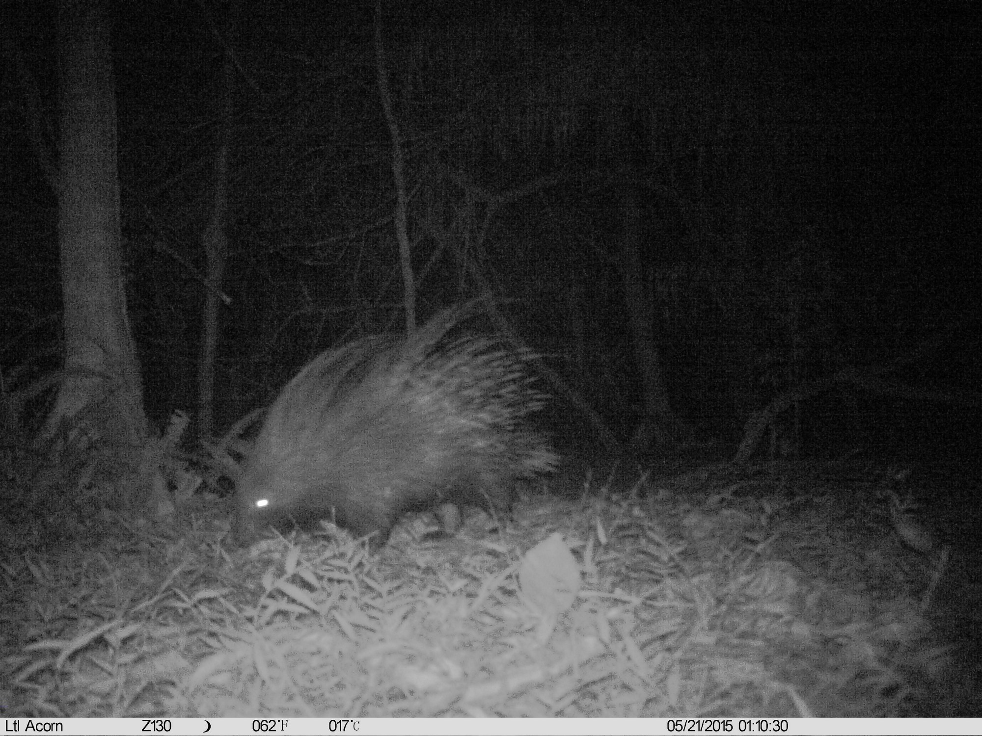 Image of African Porcupine