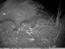 Image of African Porcupine