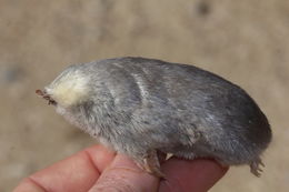 Image of Golden mole