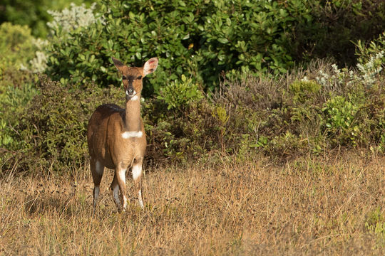 Image of Bushbuck