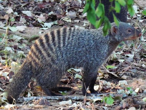 Image of Banded mongooses