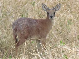 Image of Sharpe's Grysbok