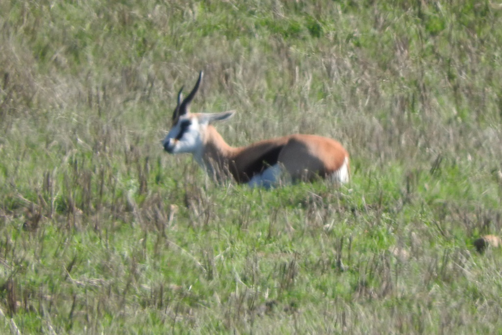 Image of Springbok