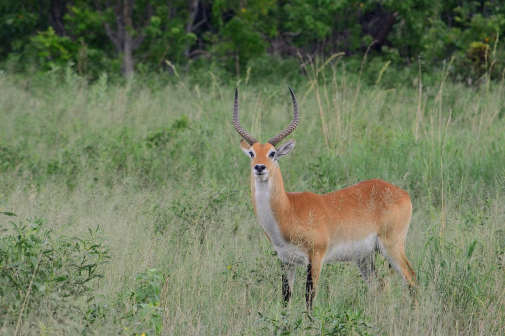 Image of Red Lechwe