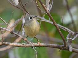 Regulidae resmi