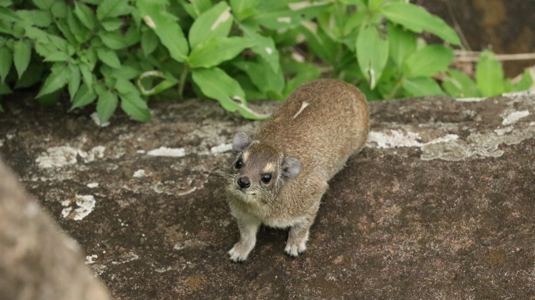 Image of Bush Hyrax