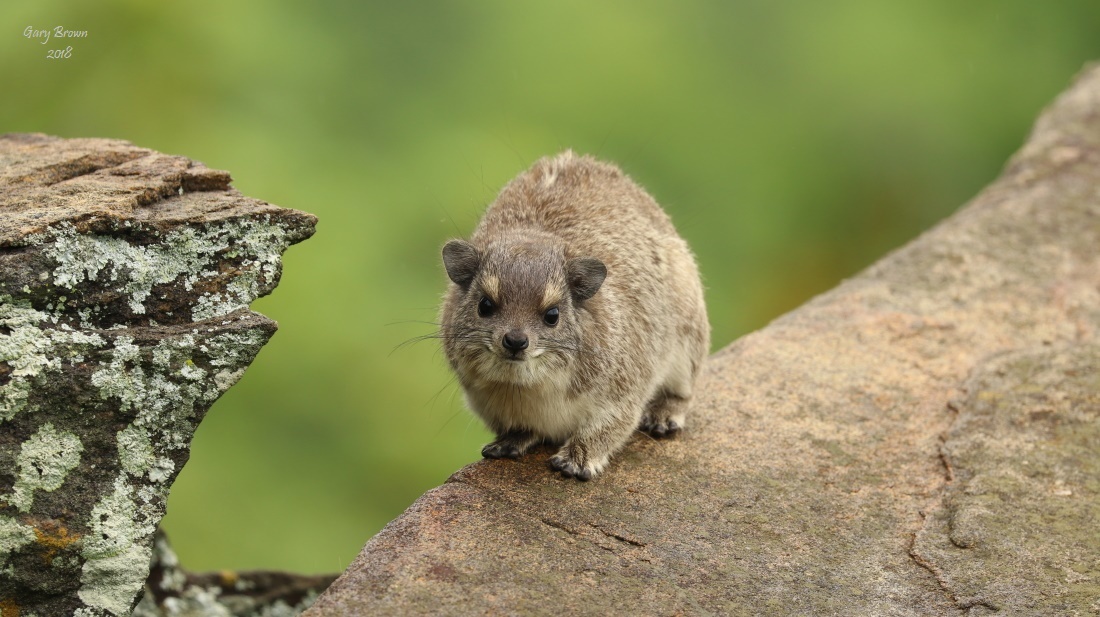 Image of Bush Hyrax