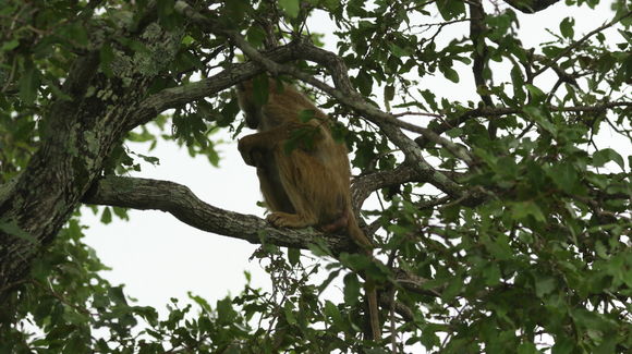 Image of Yellow Baboon