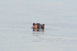 Image of Common Hippopotamus