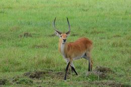 Image of Red Lechwe