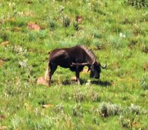 Image of Black Wildebeest