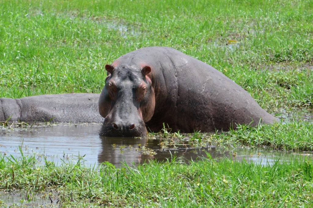 Image of Common Hippopotamus