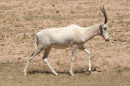 Слика од Damaliscus pygargus pygargus (Pallas 1767)