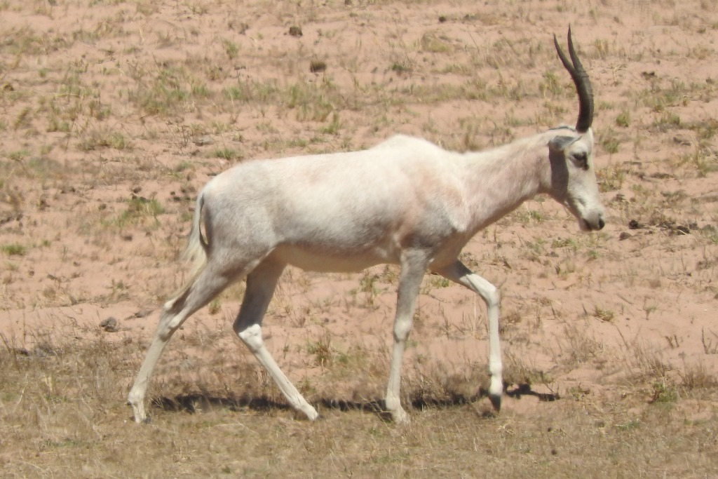 Слика од Damaliscus pygargus pygargus (Pallas 1767)