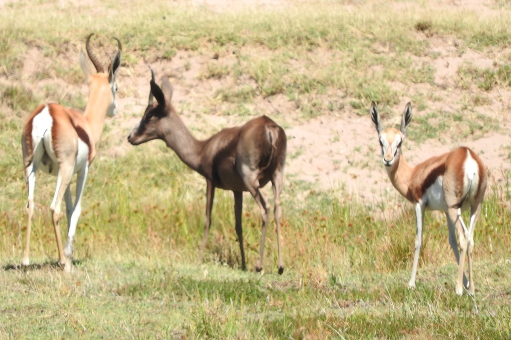 Image of Springbok