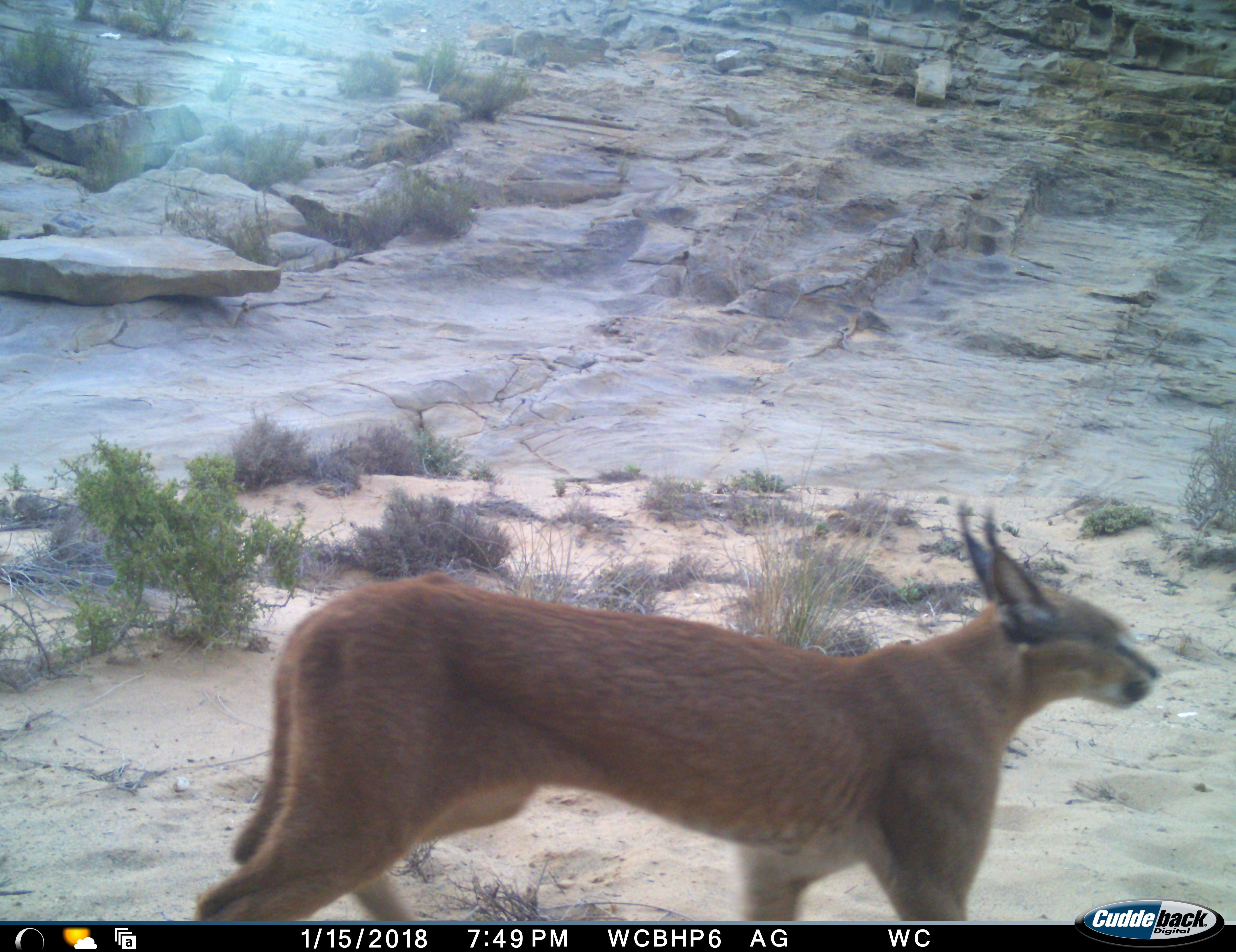 Image of Caracals