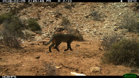 Image of wild cat