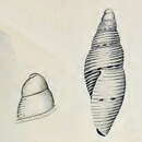 Image of Mitromorpha angusta Verco 1909